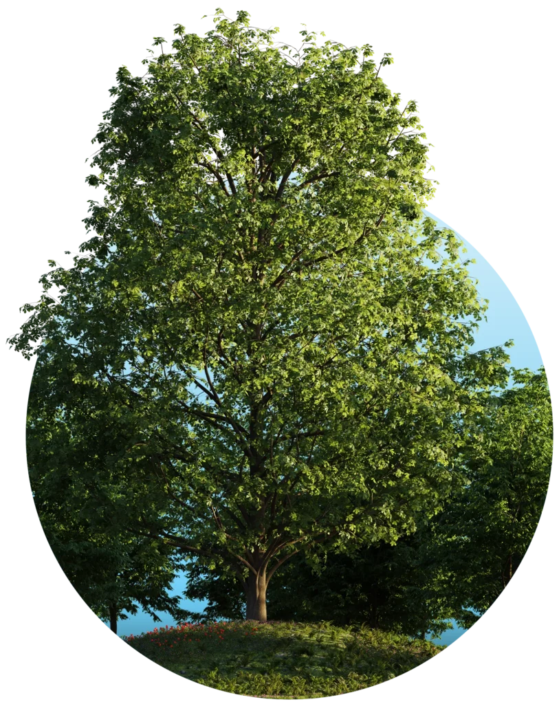 leafy green tree on a hill with blue sky